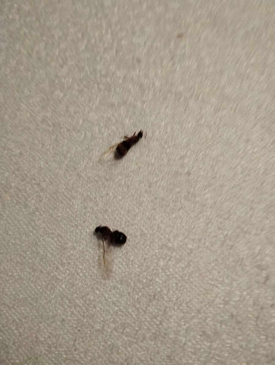 enlever un nid d abeille