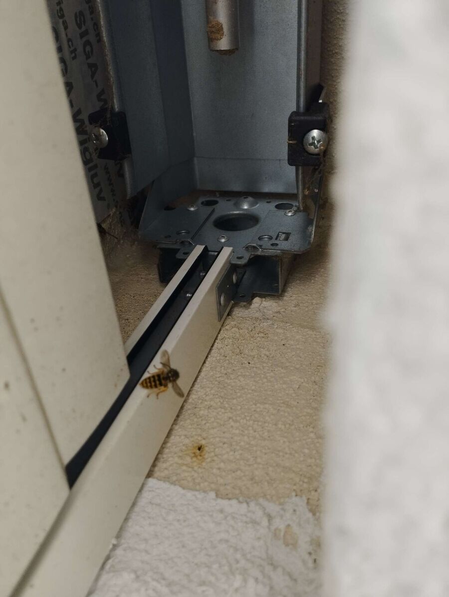 ruche abeille maison que faire