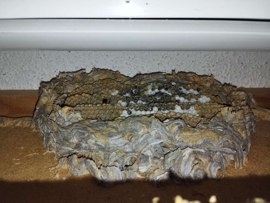 nid d abeille que faire