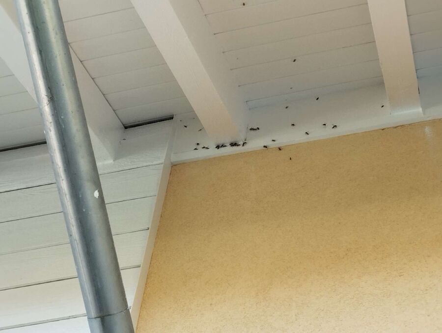 essaim d abeille enlevement