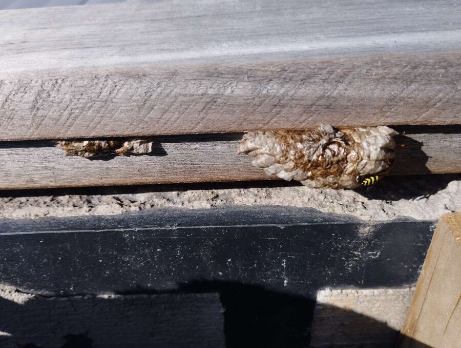 enlever un nid d abeille