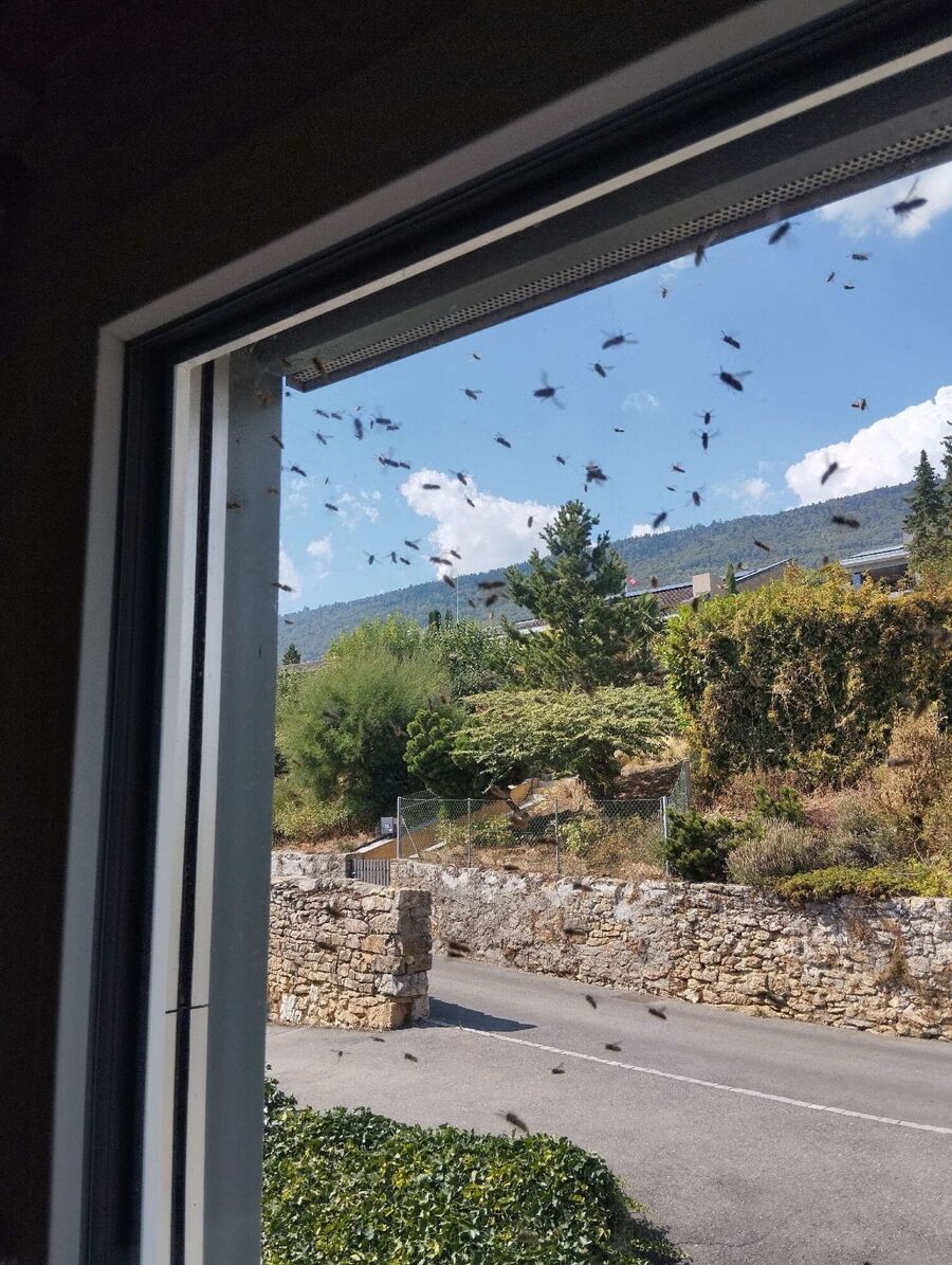 nid d abeille que faire