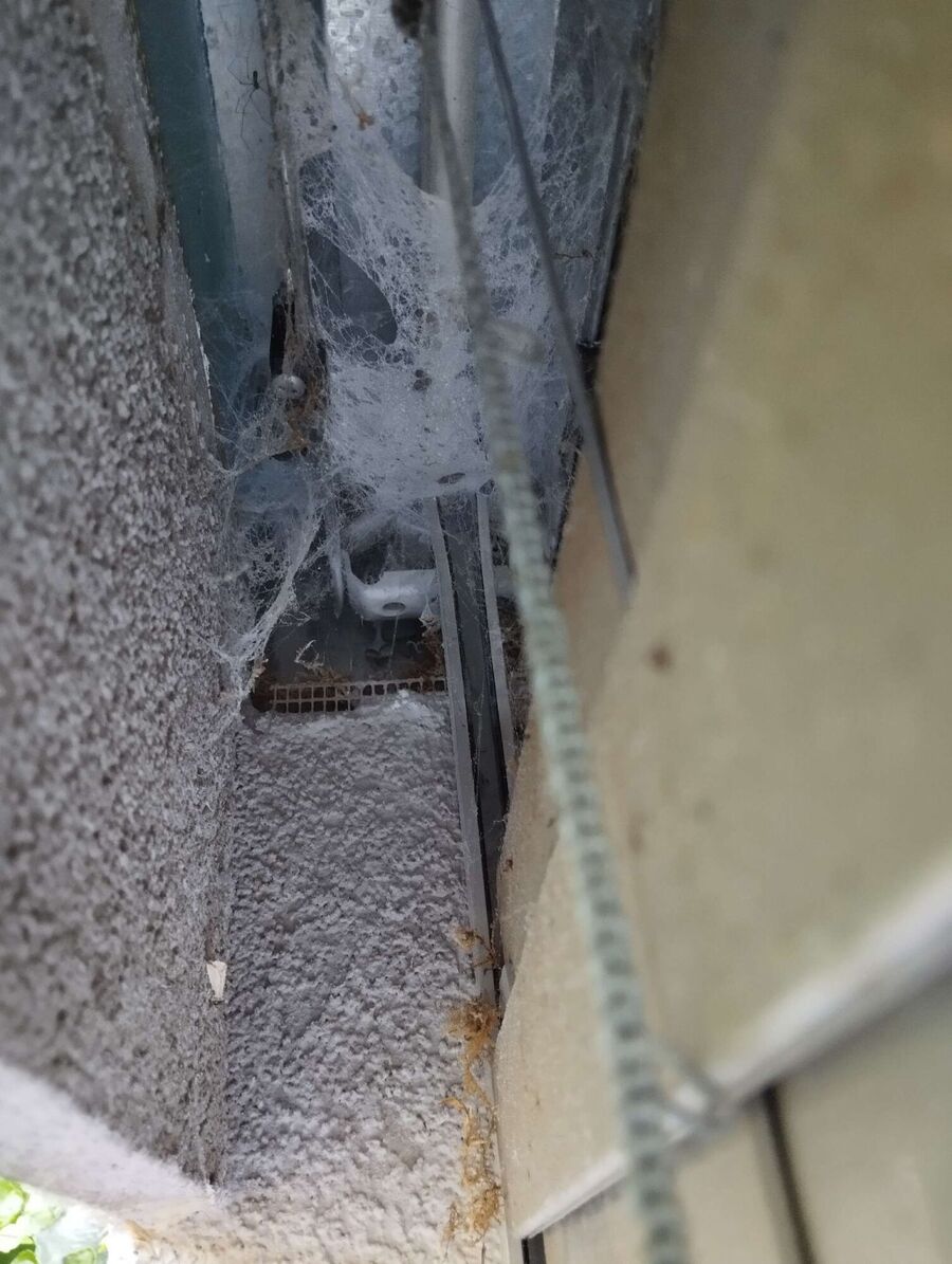 ruche abeille maison que faire