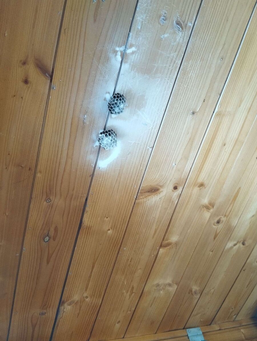 essaim d abeille enlevement