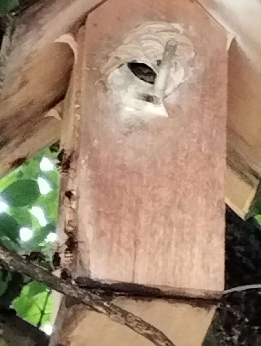 enlever un nid d abeille