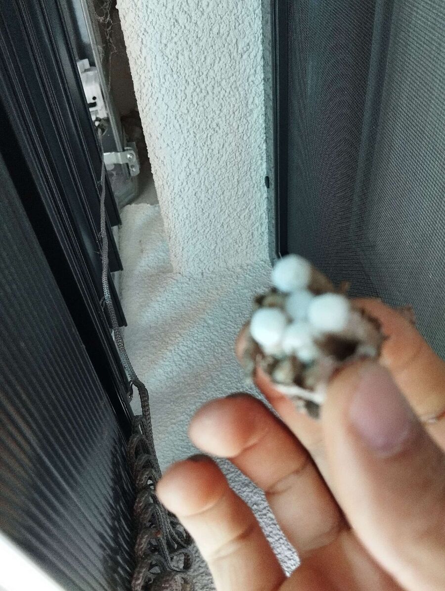 essaim d abeille enlevement