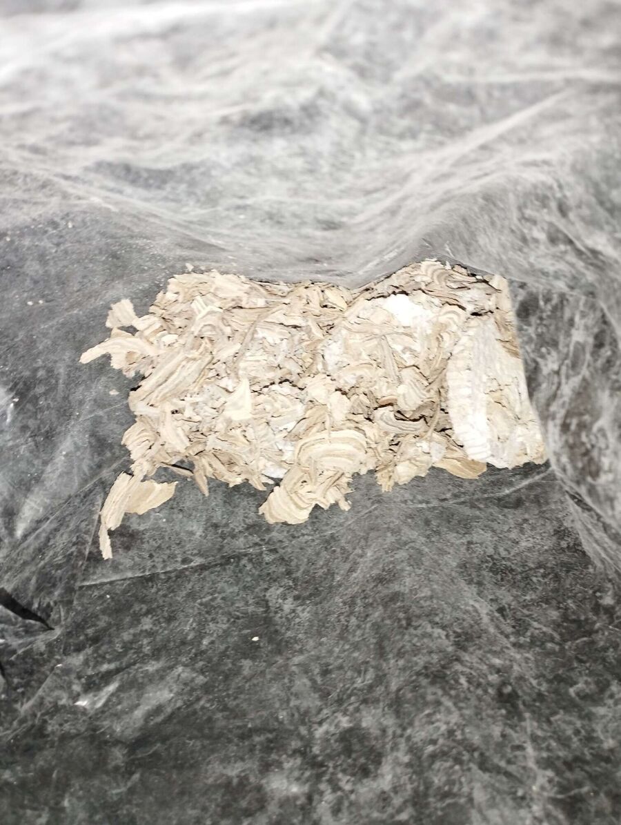 ruche abeille maison que faire