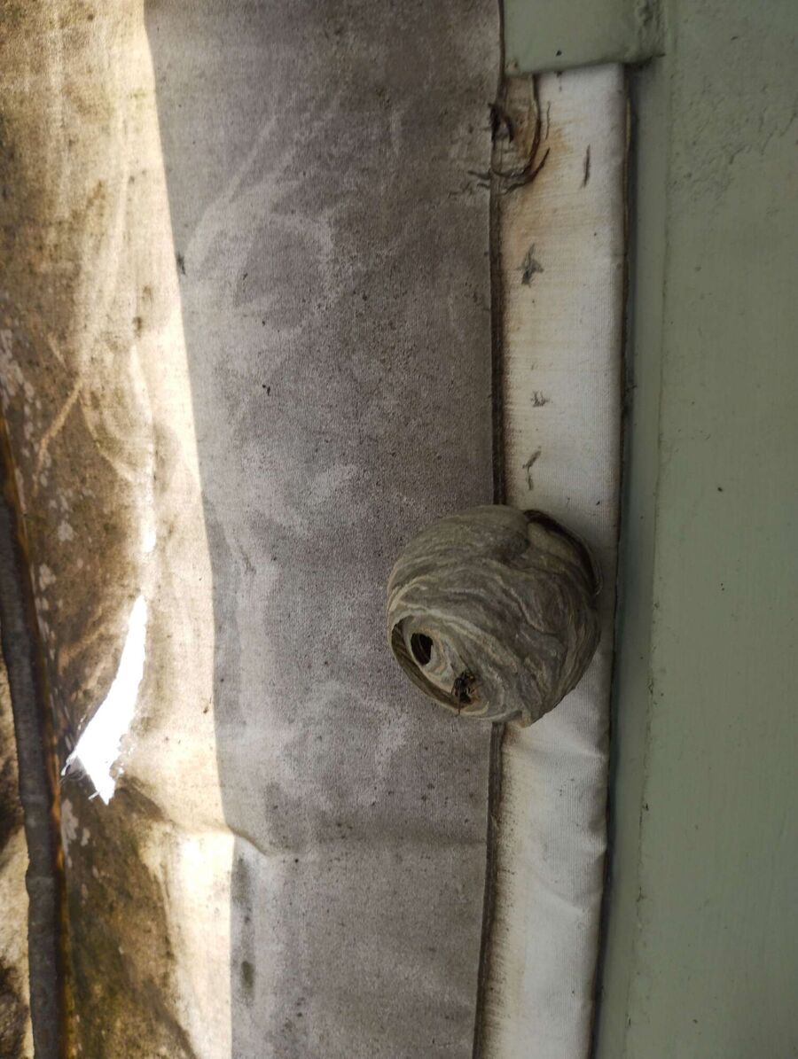 enlever un nid d abeille