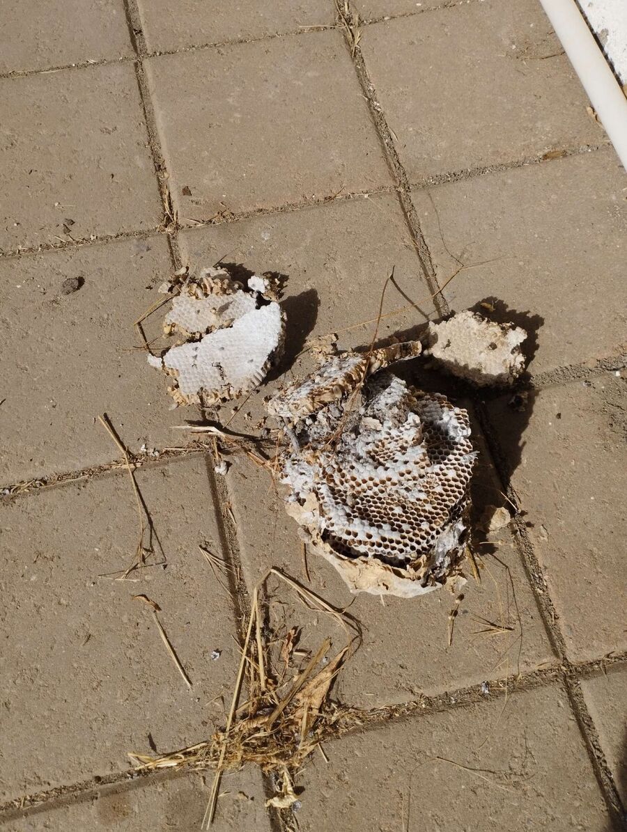 enlever un nid d abeille