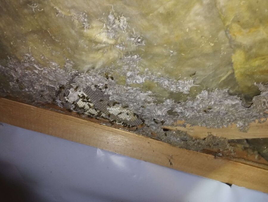 enlever un nid d abeille