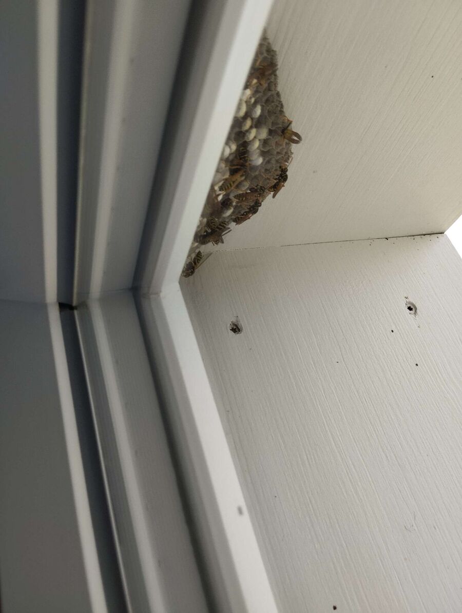 nid d abeille que faire