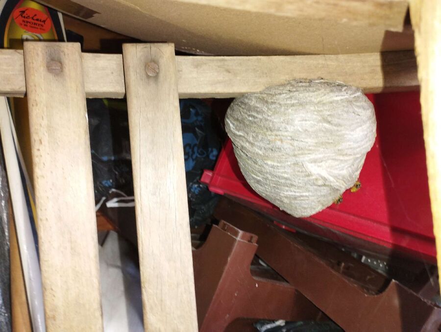 essaim d abeille enlevement