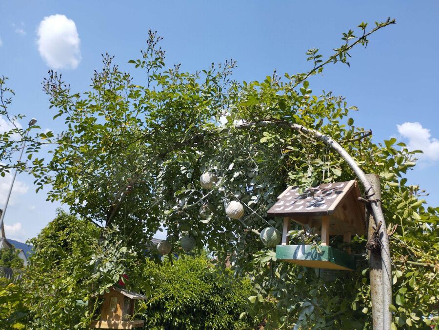 essaim d abeille enlevement