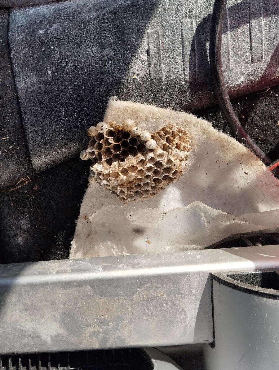 ruche abeille maison que faire