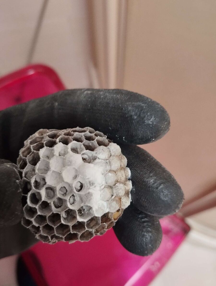 ruche abeille maison que faire