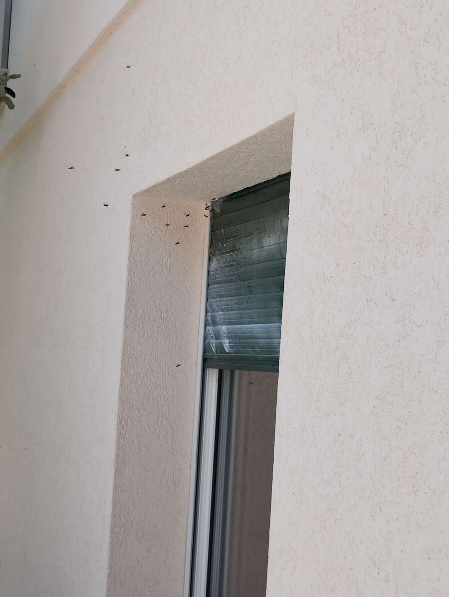 essaim d abeille enlevement