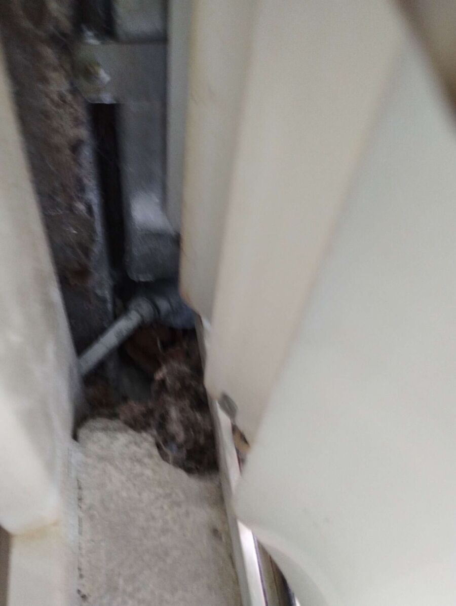 essaim d abeille enlevement