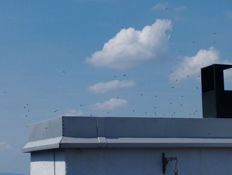 enlever un nid d abeille