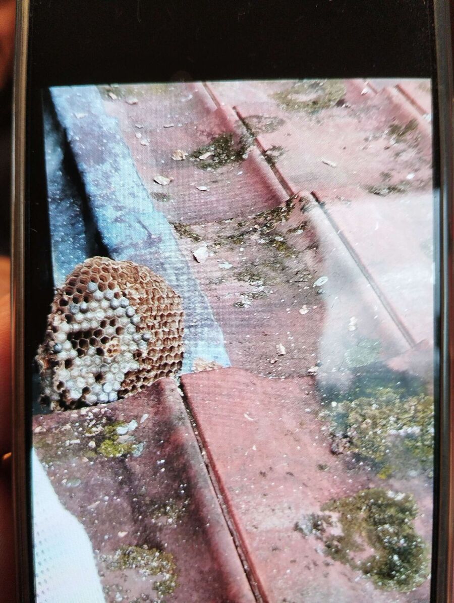 essaim d abeille enlevement