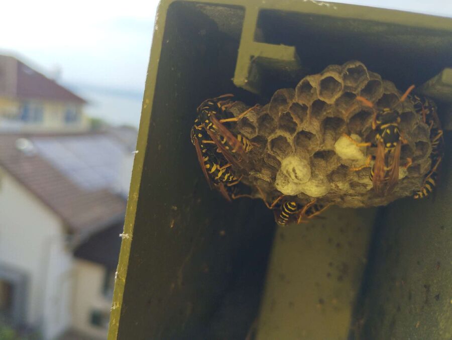 essaim d abeille enlevement