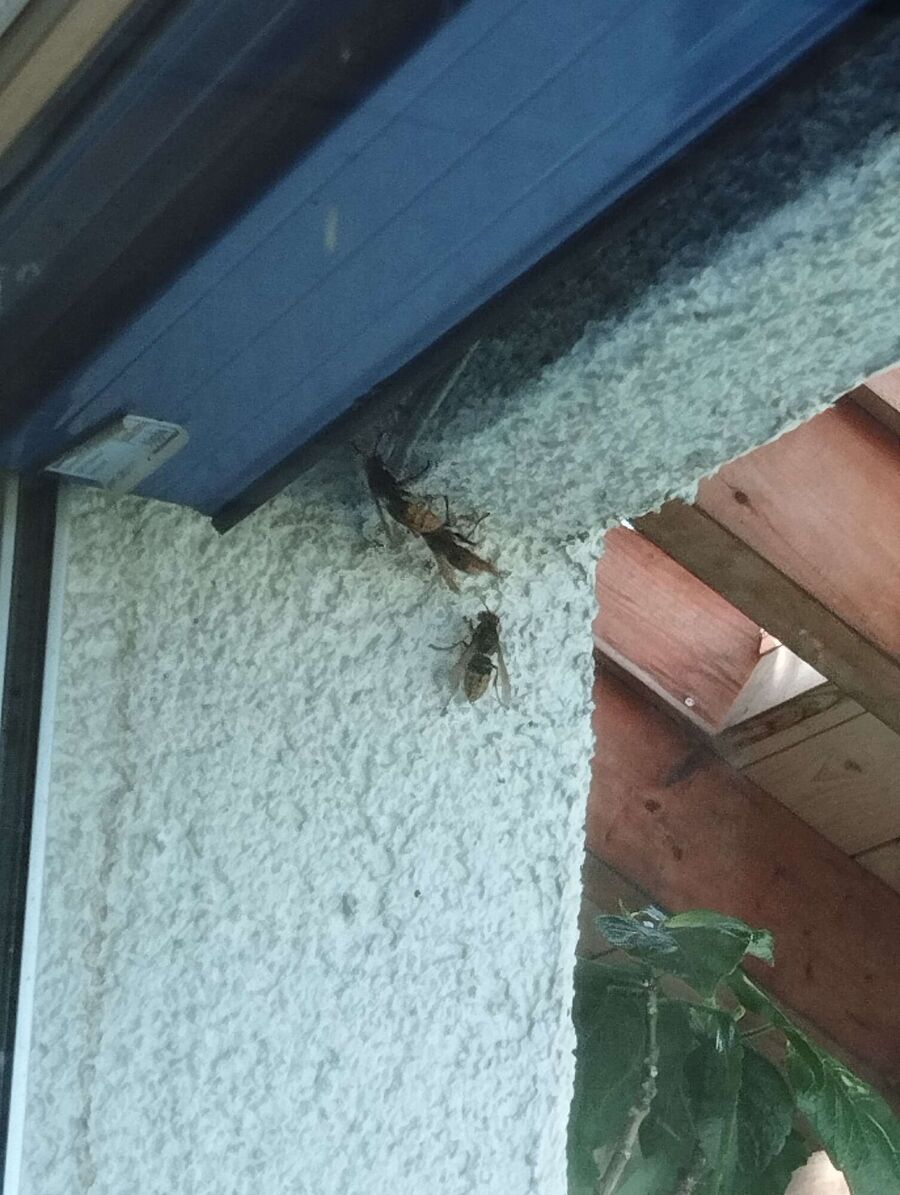 ruche abeille maison que faire