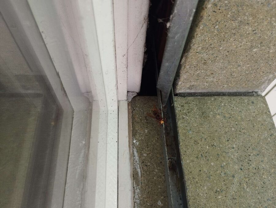 enlever un nid d abeille