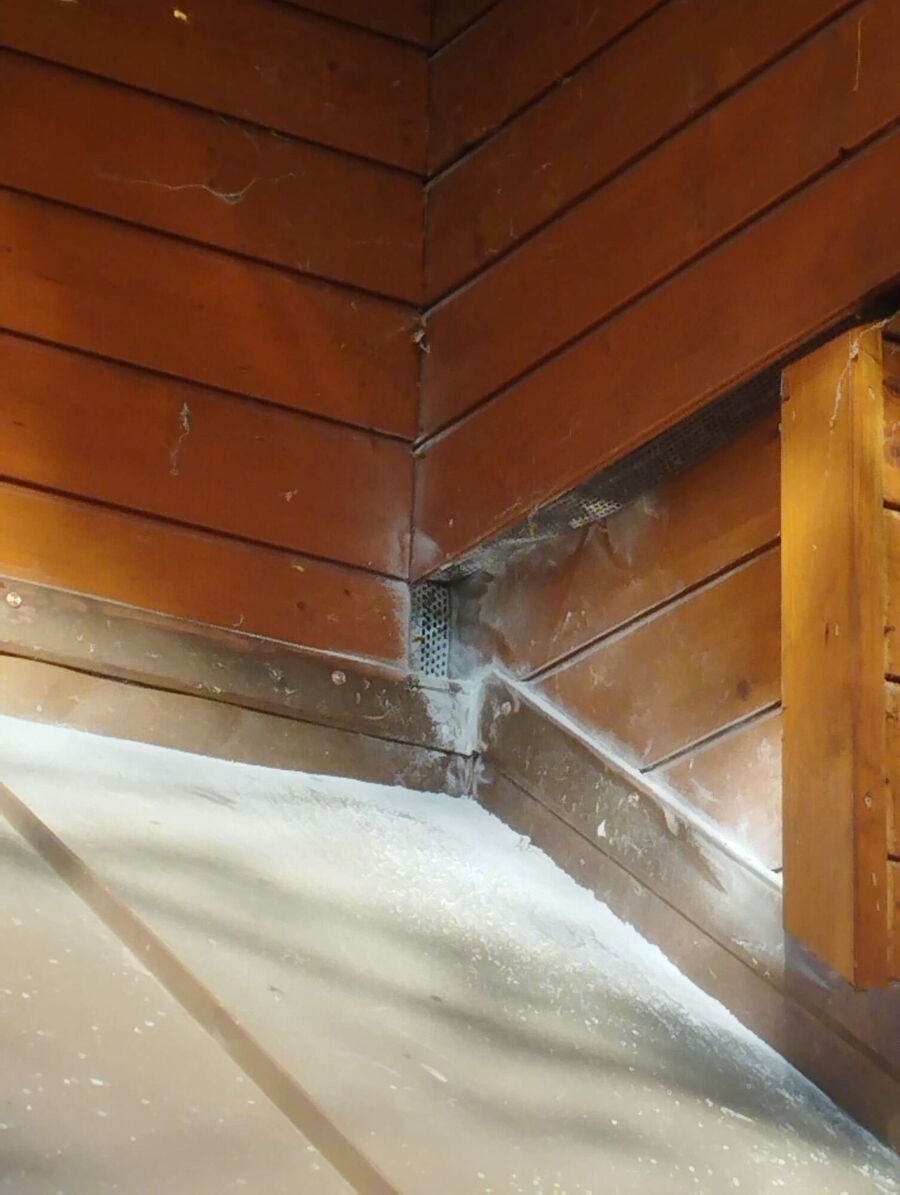 ruche abeille maison que faire