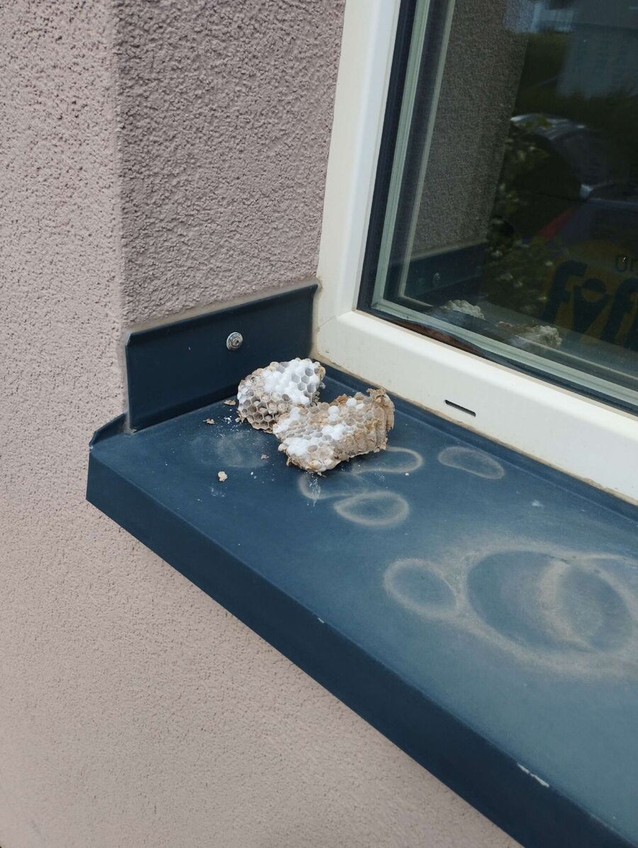 nid d abeille que faire