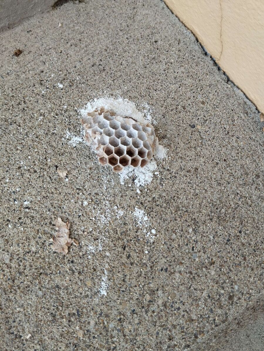 ruche abeille maison que faire