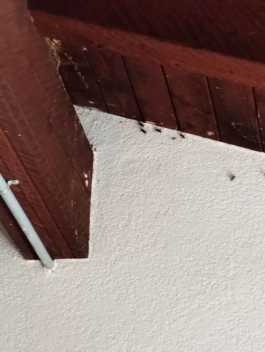 essaim d abeille enlevement