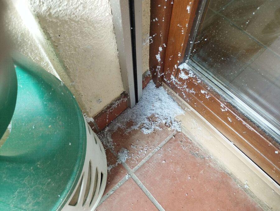 essaim d abeille enlevement