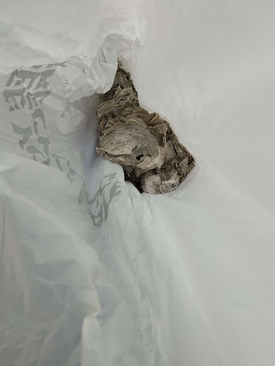 essaim d abeille enlevement