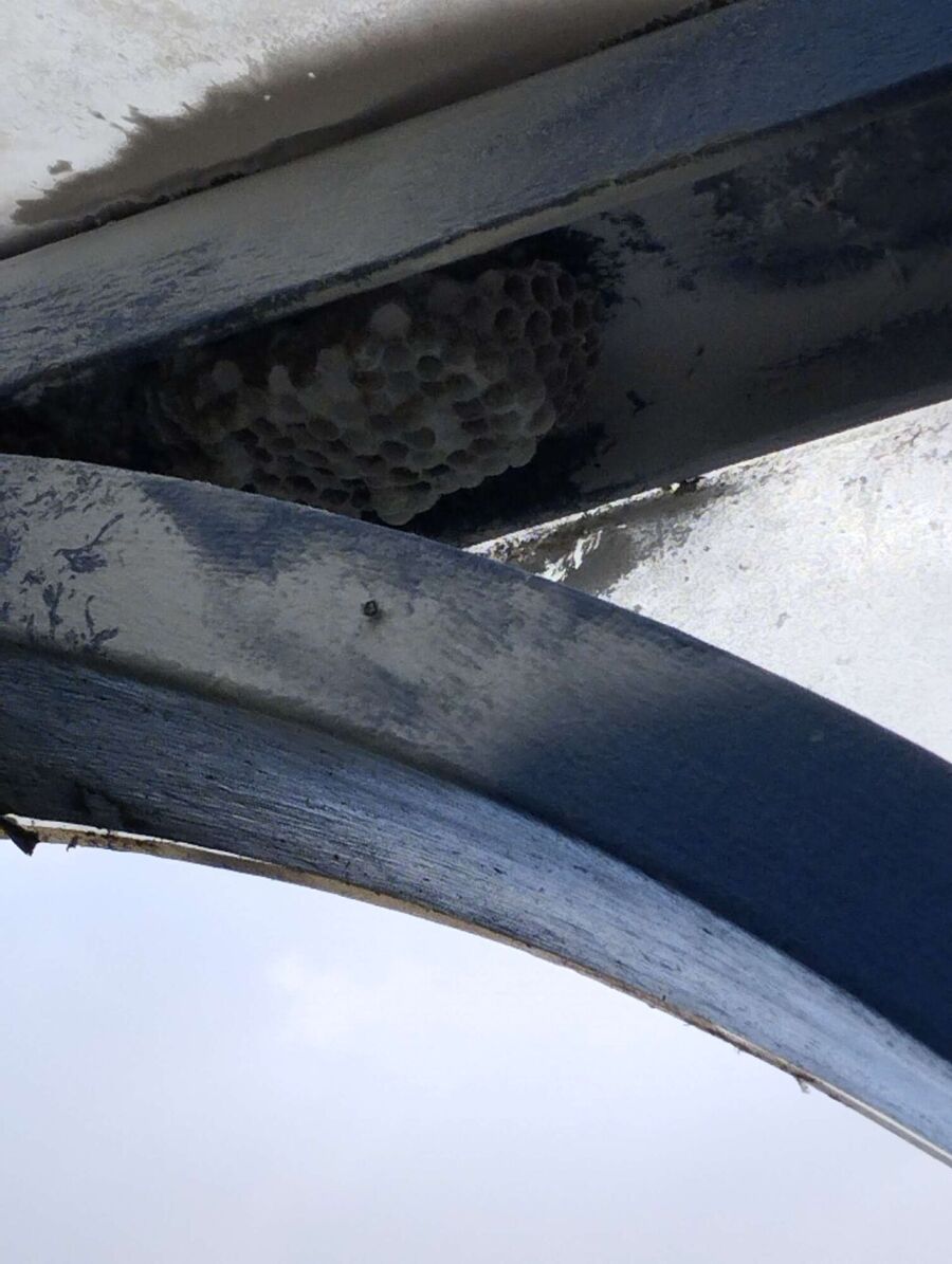 nid d abeille que faire