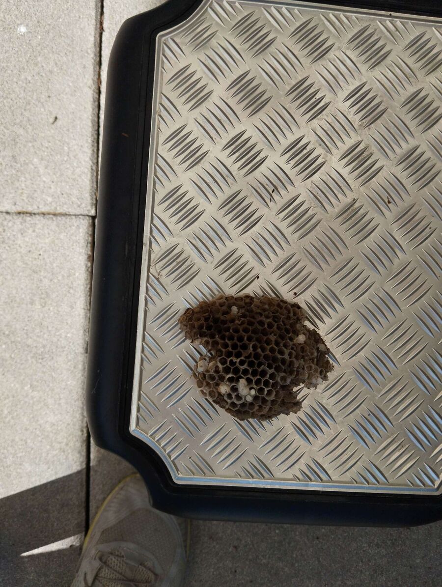 essaim d abeille enlevement