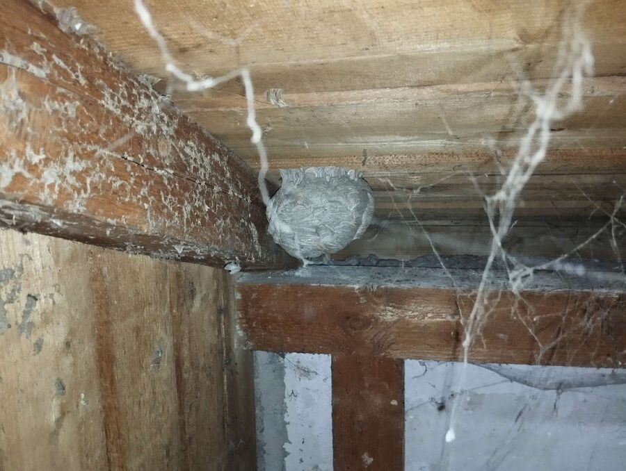 nid d abeille que faire