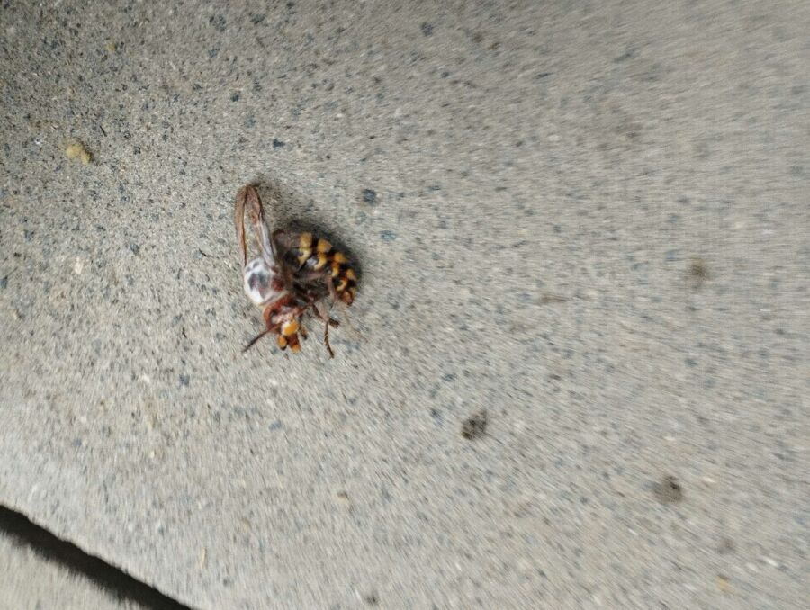 essaim d abeille enlevement