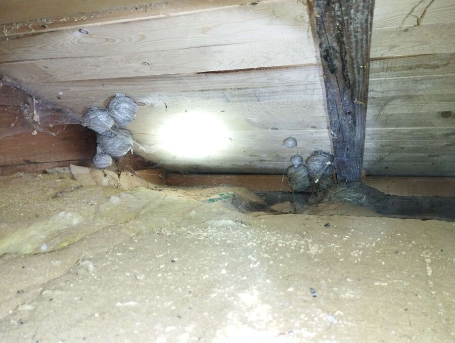 enlever un nid d abeille