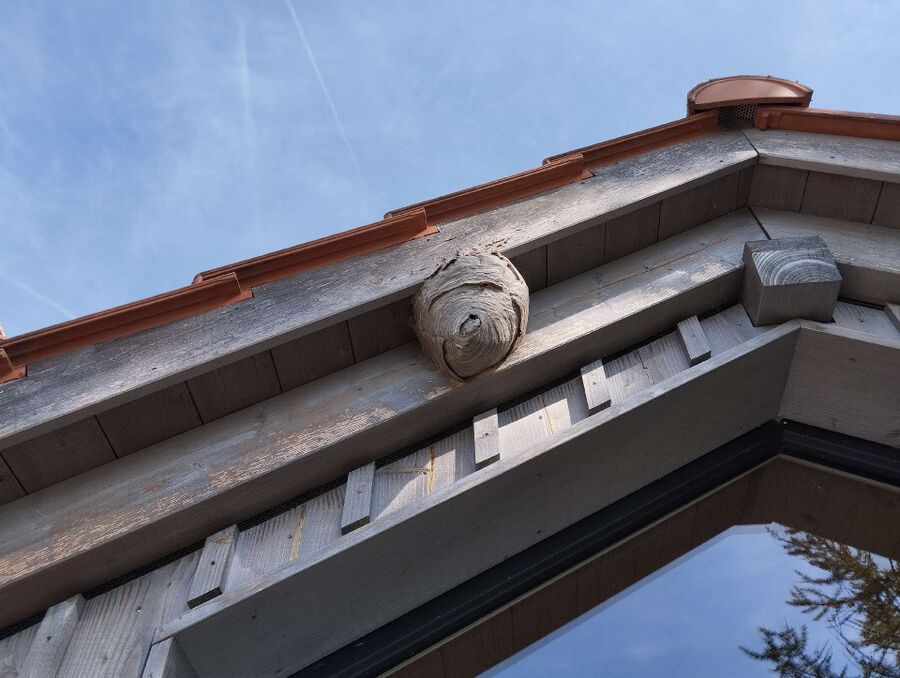 essaim d abeille enlevement