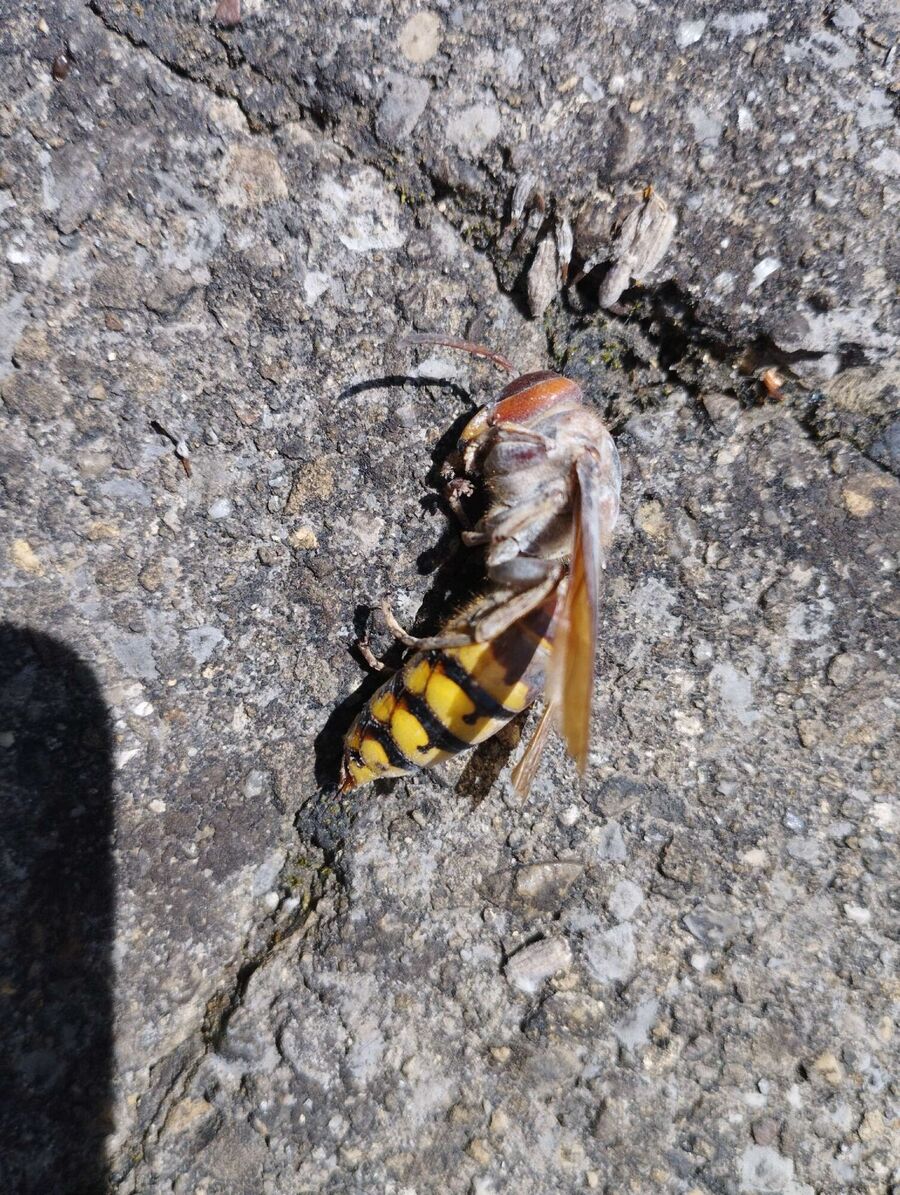 enlever un nid d abeille