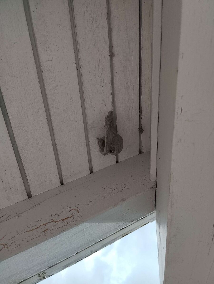 essaim d abeille enlevement