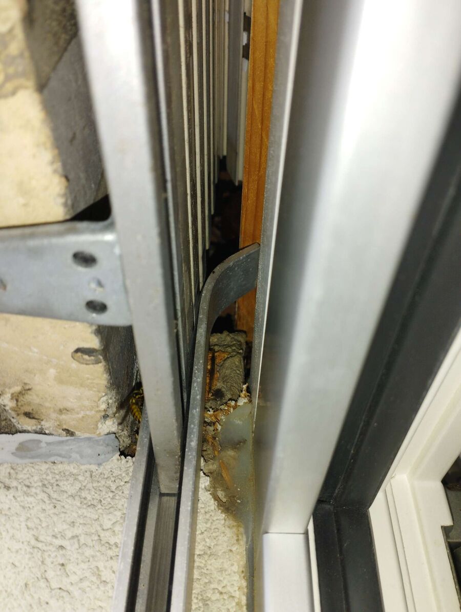 ruche abeille maison que faire