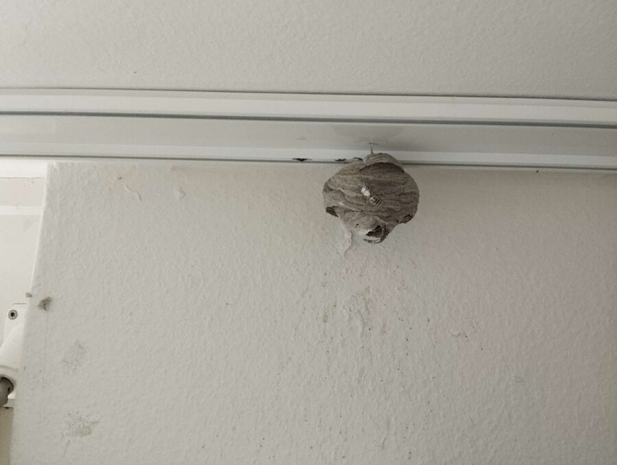 ruche abeille maison que faire