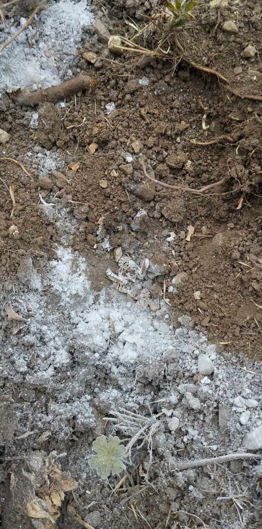 nid d abeille que faire