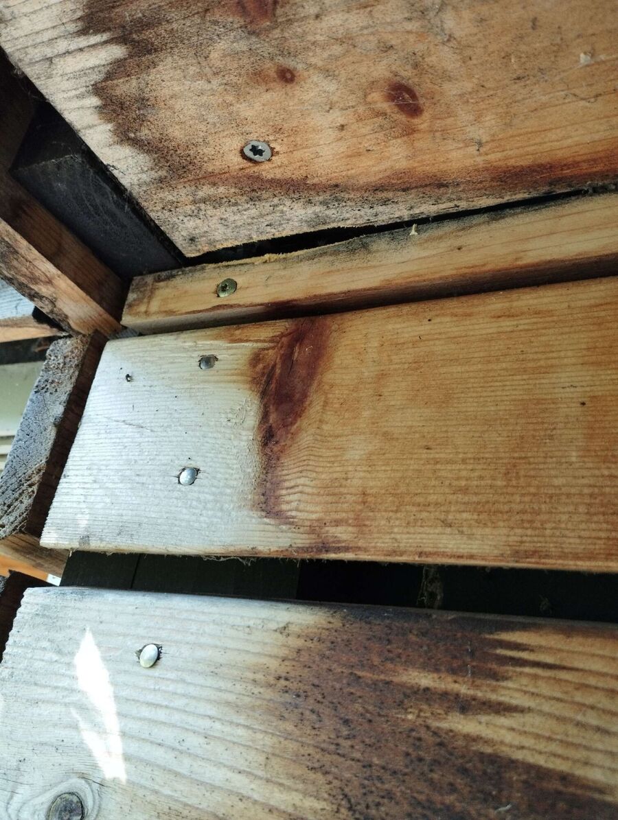 ruche abeille maison que faire