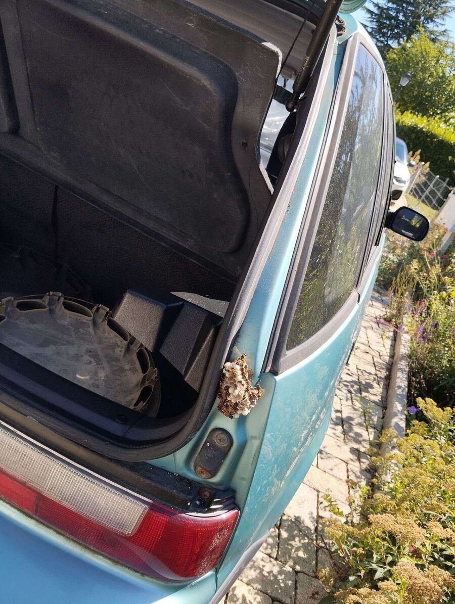 essaim d abeille enlevement