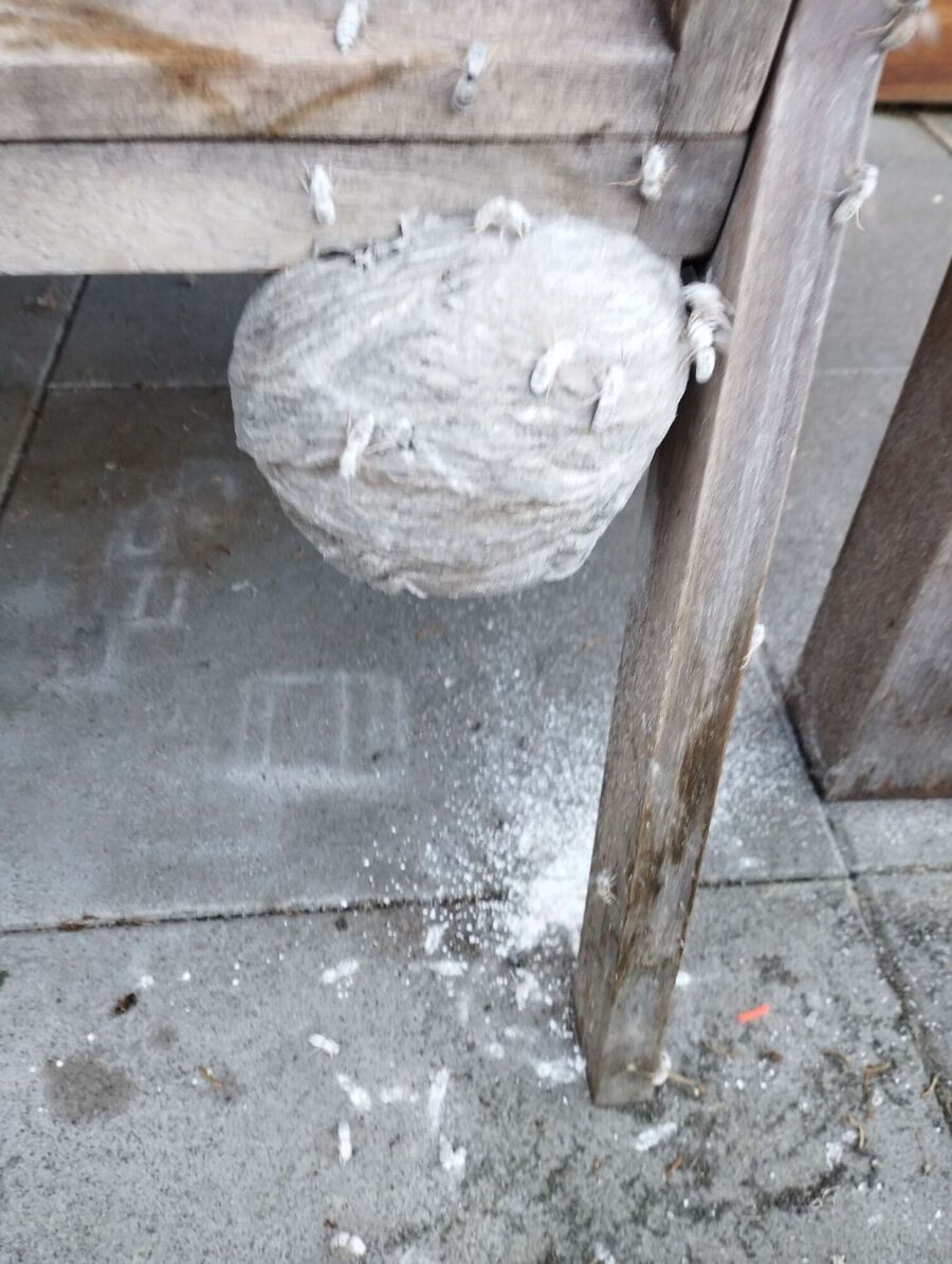 ruche abeille maison que faire