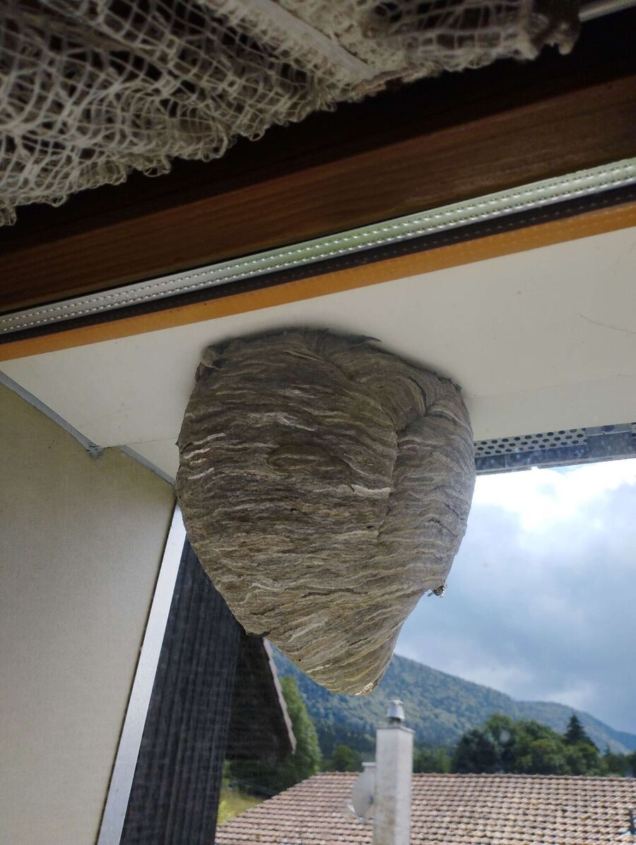 enlever un nid d abeille