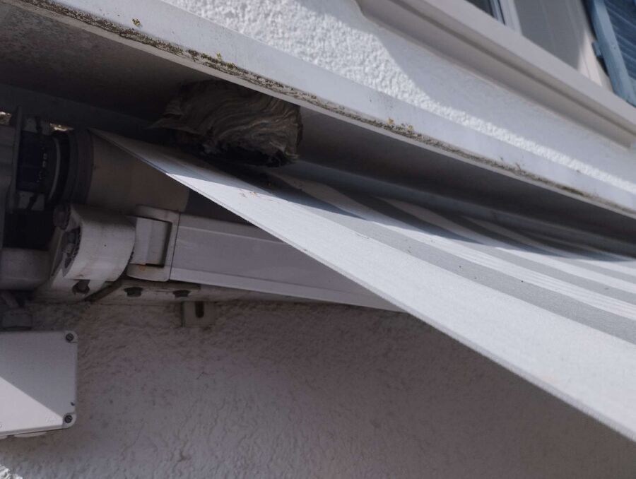 ruche abeille maison que faire