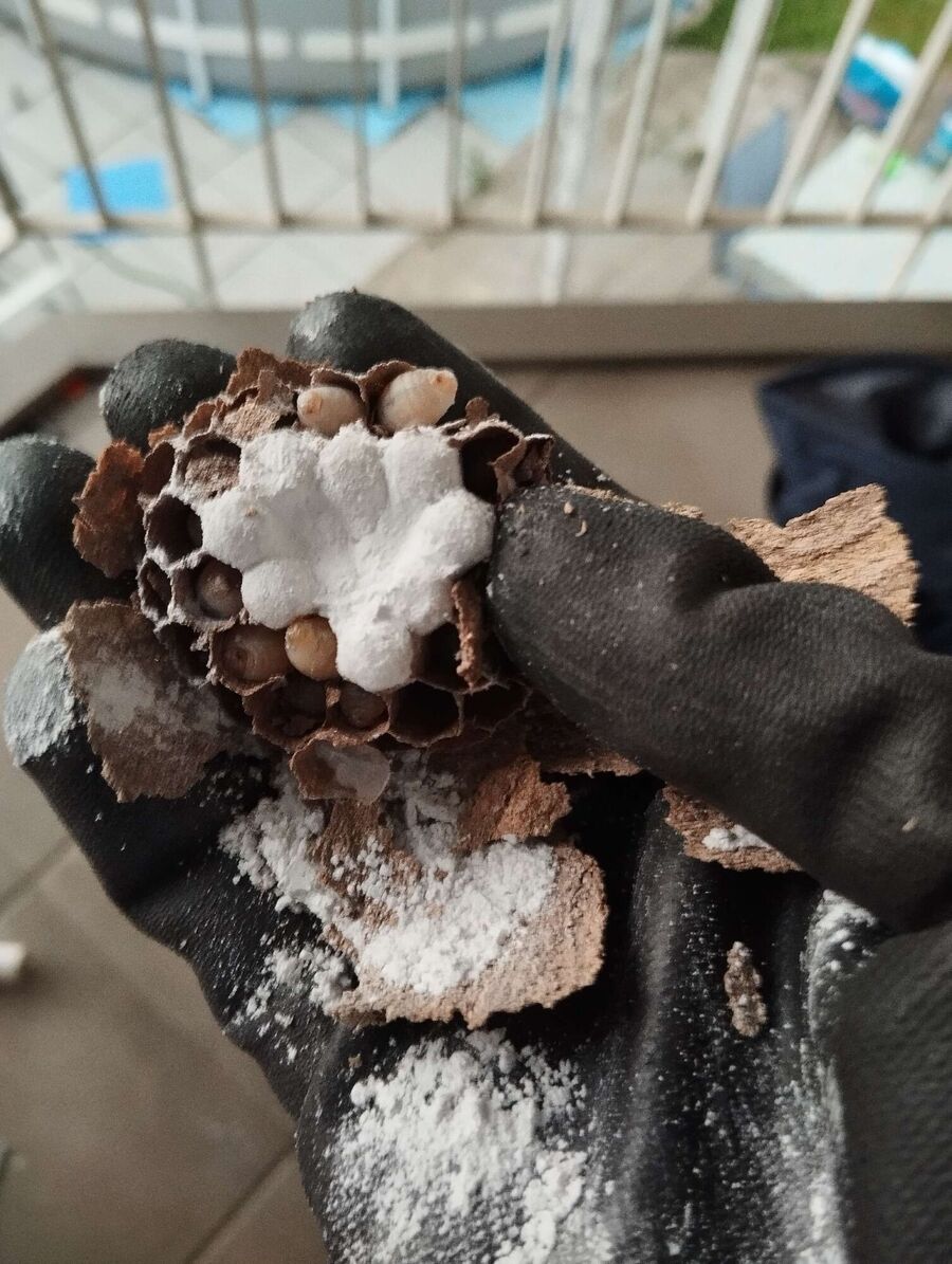 enlever un nid d abeille