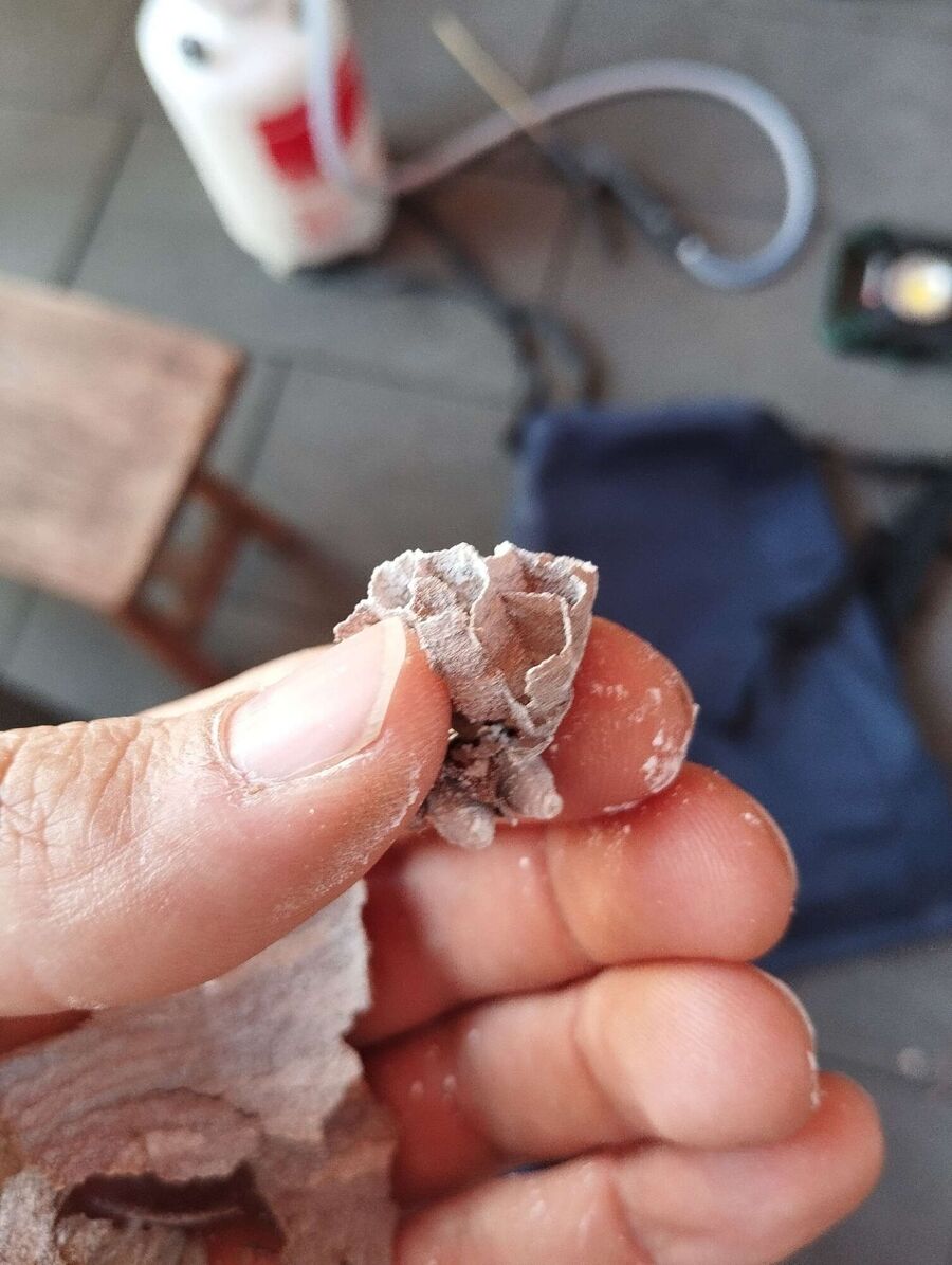 essaim d abeille enlevement